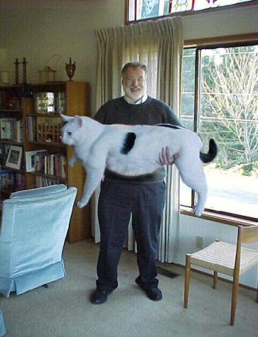 massive-cat.jpg